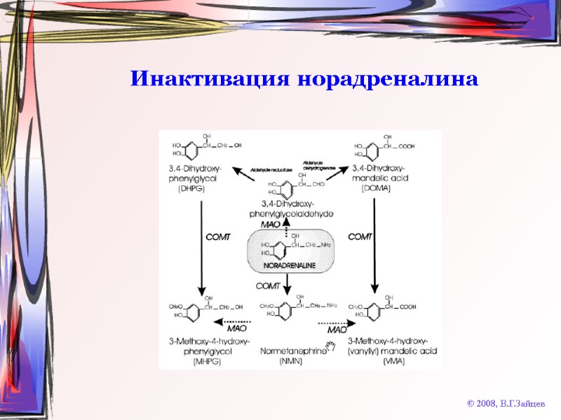 Инактивация норадреналина © 2008, В.Г.Зайцев